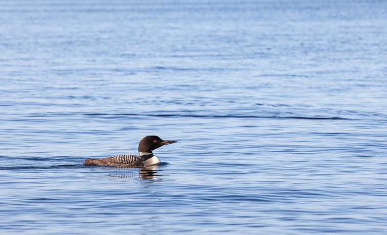 loon swimming on the lake
